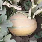 شمام منقاوي عسلي عثري خالي من المبيدات والرش