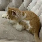 قط هملايا العمر 7شهور