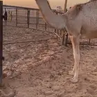 بكرة شقحا