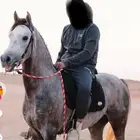 حصان