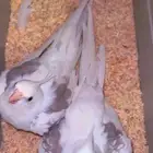 طير كروان