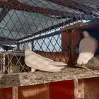 حمام صنعاني