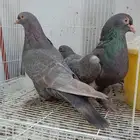 حمام تركي طحيني جوز بفروخه عروقه معقده