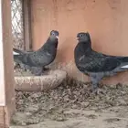 حمام تركي طبه عروقها معقده شد عمودي مذيل