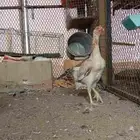 دجاج شامو باباني ديك ودجاجتين