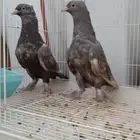 حمام تركي طبه الطحاين اخوان عروق معقده