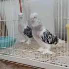 حمام تركي اطلسي جوز الذكر معقد