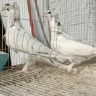 حمام تركي طبه تايجر عروقها معقده