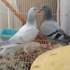 حمام زاجل طبه السباق