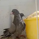 حمام باكستاني كالو كمنقر طبه