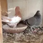 حمام زاجل جوز منتج