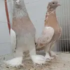 حمام تركي ليموني جوز منتج