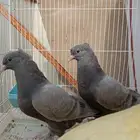 حمام تركي طحني طبه اخوان عروق معقده عواميد