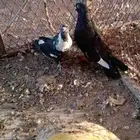 حمام مصري