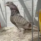 حمام تركي طحين طبه عروقها معقده