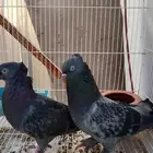 حمام تركي جوز شنكيل عرق الوحش وحش