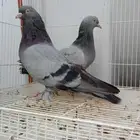 حمام تركي اخضر معقد