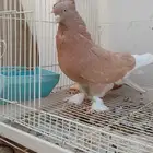 حمام تركي سجائري