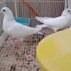 حمام باكستاني وحشي طبه