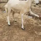 رخل مد وجرم لقاح شهرين