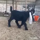 مشروع عارضي فاخر