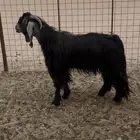 تيس عارضي فحل