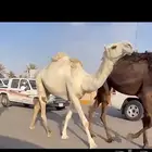 بكره رمانيه كفو توه دازه ثنيته