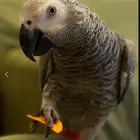 بغبغاء كاسكو