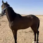 خيل انجليزي