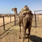 بكره شقحاء