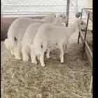 خرفان ورخال للبيع