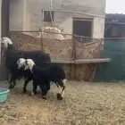 للبيع متبع نجديه تحتها خروف ورخل سنها تامه شبب روم وسلم