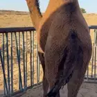 قعود فاخر وكفو