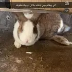 ارنب الي يبغاه ياخذه بدون مقابل