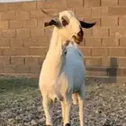 تم البيع