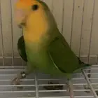 ذكر روز للتبني