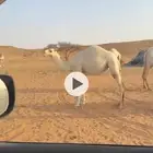 بكره حقه طيبه للبيع