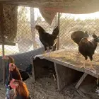 ديكه عربيه اصليه