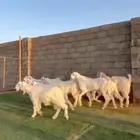 جفار بيض مصريات طقم