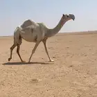 لقحه رمانيه