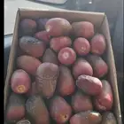 مناصيف ونانة طيبة
