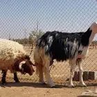 بيعت الله يربحه ويبارك له نجديه فاخره