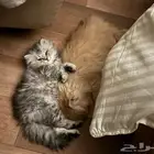 قطط شيرازي ذكر اثنين للتبني - 4 شهور و 3 شهور
