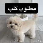 ابي جرو كلب صغير للتبني