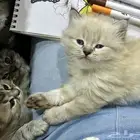 للبيع كيتن