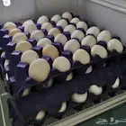 بيض بلدي