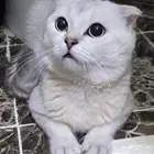 قط ذكر للبيع سكواتش فولد