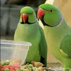 مطلوب ببغاء درة