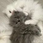 قطط شيرازي همالايا