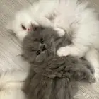 قطط للبيع شيرازي هيملايا